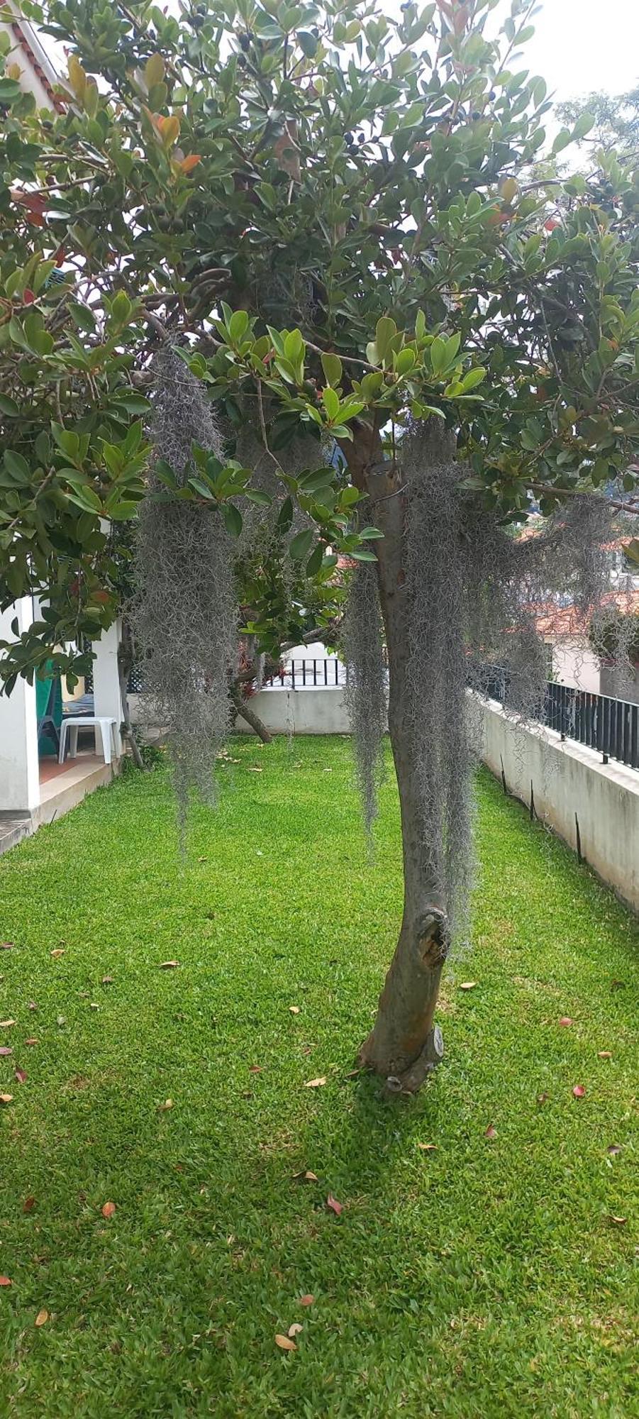 Villa Cosy Nook Funchal  Eksteriør bilde